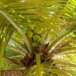 Cocotier