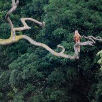 Miyajima côté oiseaux