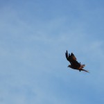 Miyajima côté oiseaux