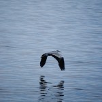 Miyajima côté oiseaux