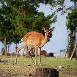 Bambi !