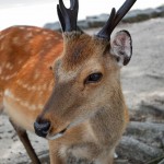 Sortis du bateau, des cerfs nous accueillent