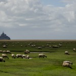 Le pré salé du Mont Saint-Michel