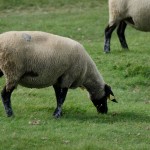 Miam, la spécialité du quoi l'agneau de pré salé